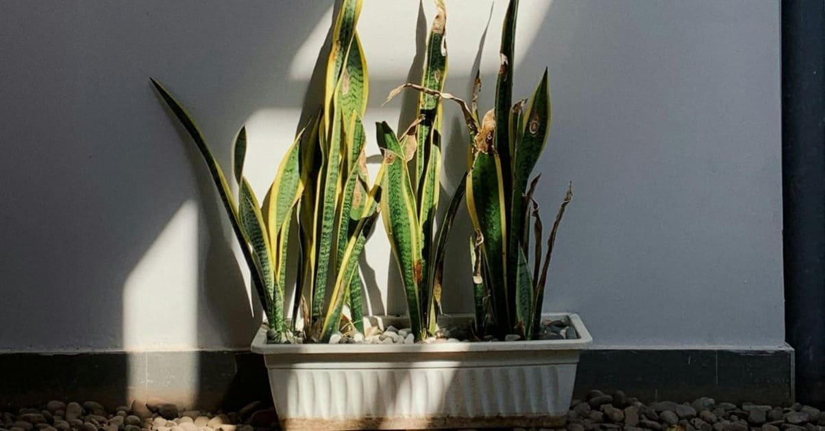 Snake Plant: How to Care, Benefits, and Growing Tips
