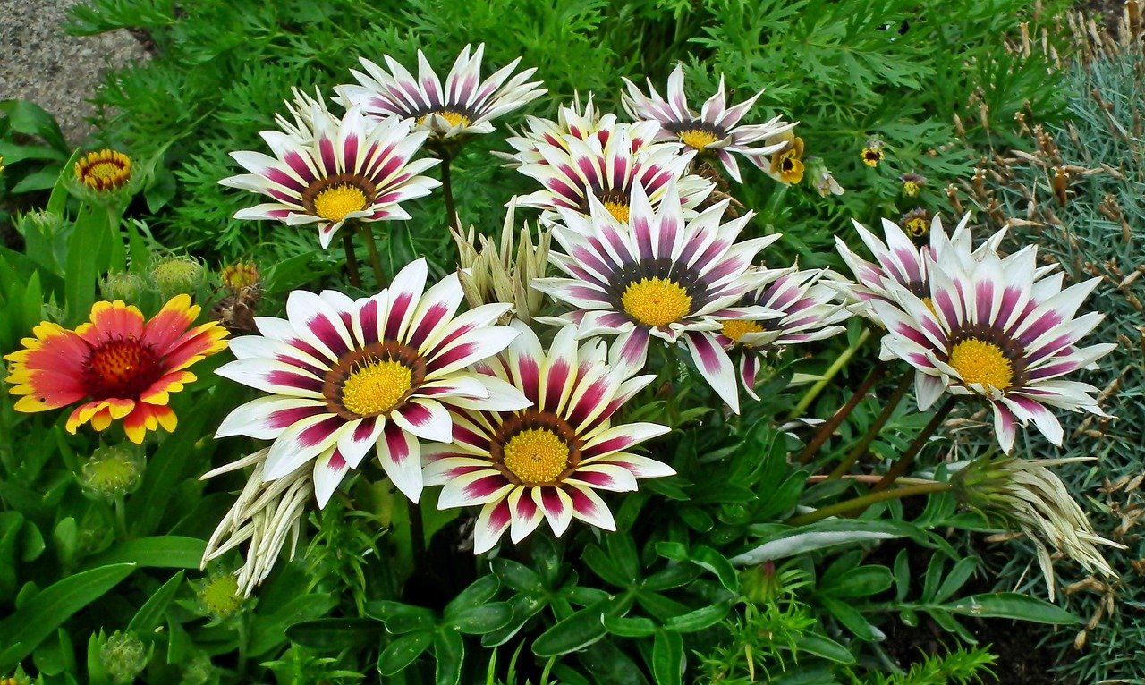 أشهر نباتات الزينة للحديقة المنزلية والحدائق العامة: نبات الجازانيا Gazania