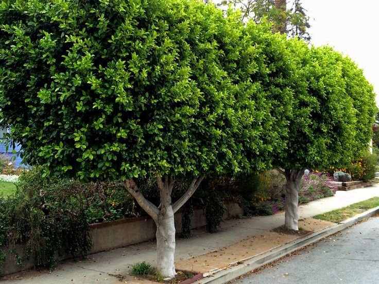 نباتات الزينة للحديقة المنزلية والحدائق العامة: شجرة الفيكس Ficus