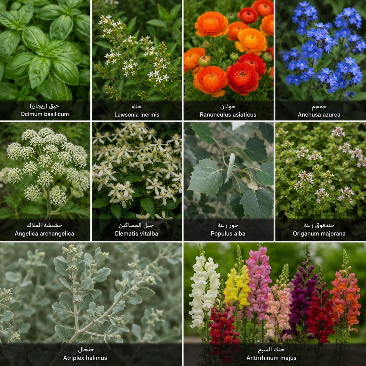 🌿 نباتات تبدأ بحرف الحاء 