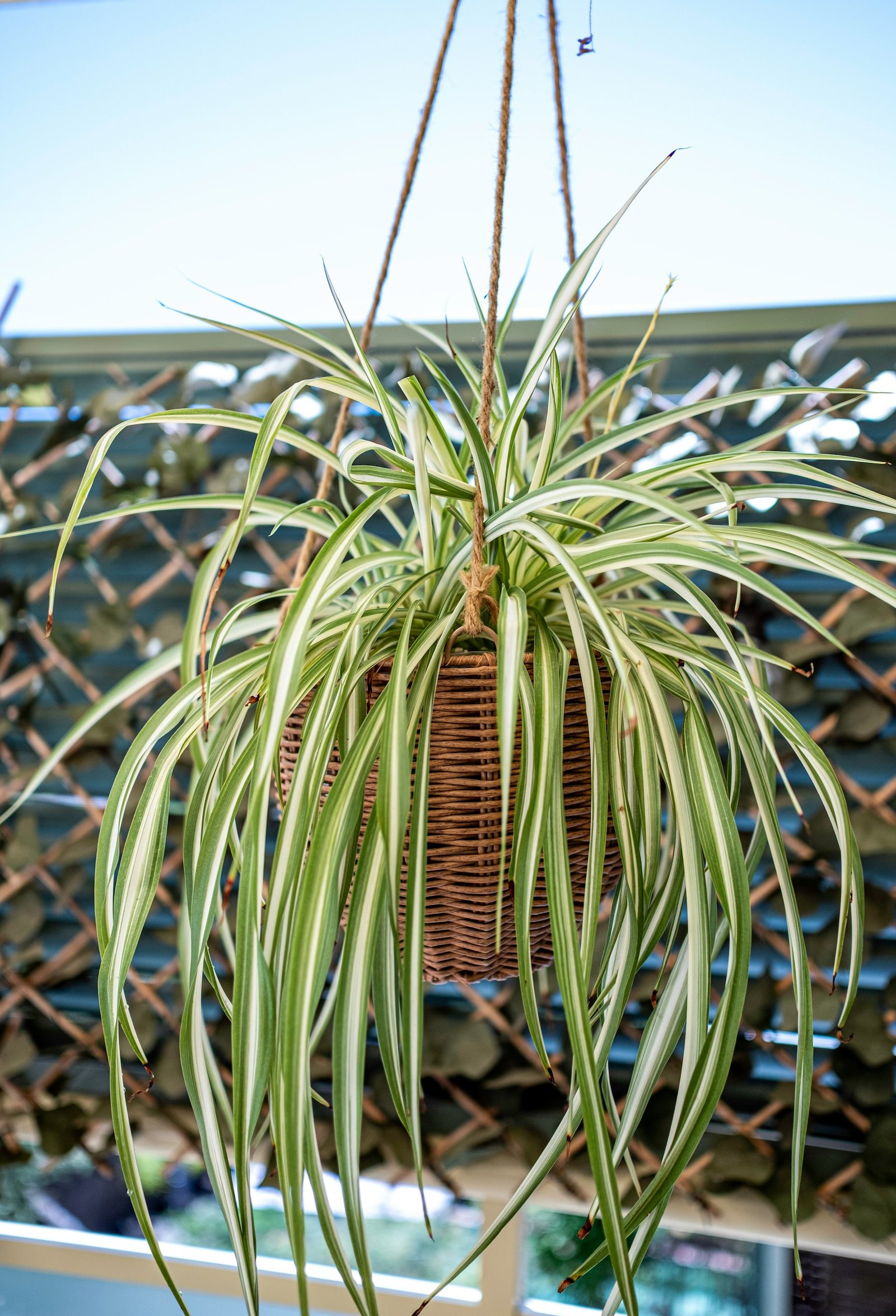نبات العنكبوت "Spider plant" من أكثر نباتات السلال المعلقة