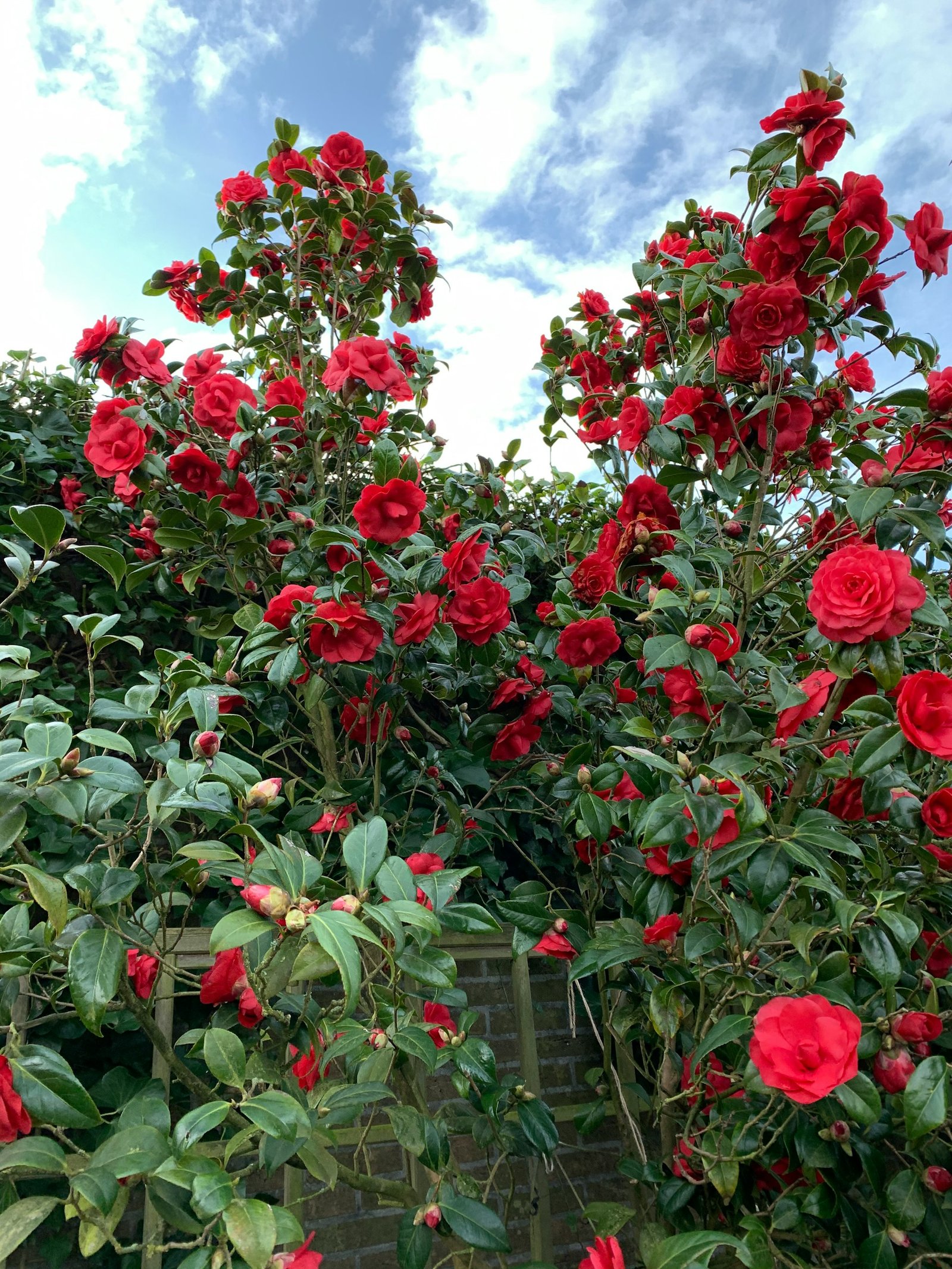 الكاميليا اليابانية&nbsp;Camellia japonica