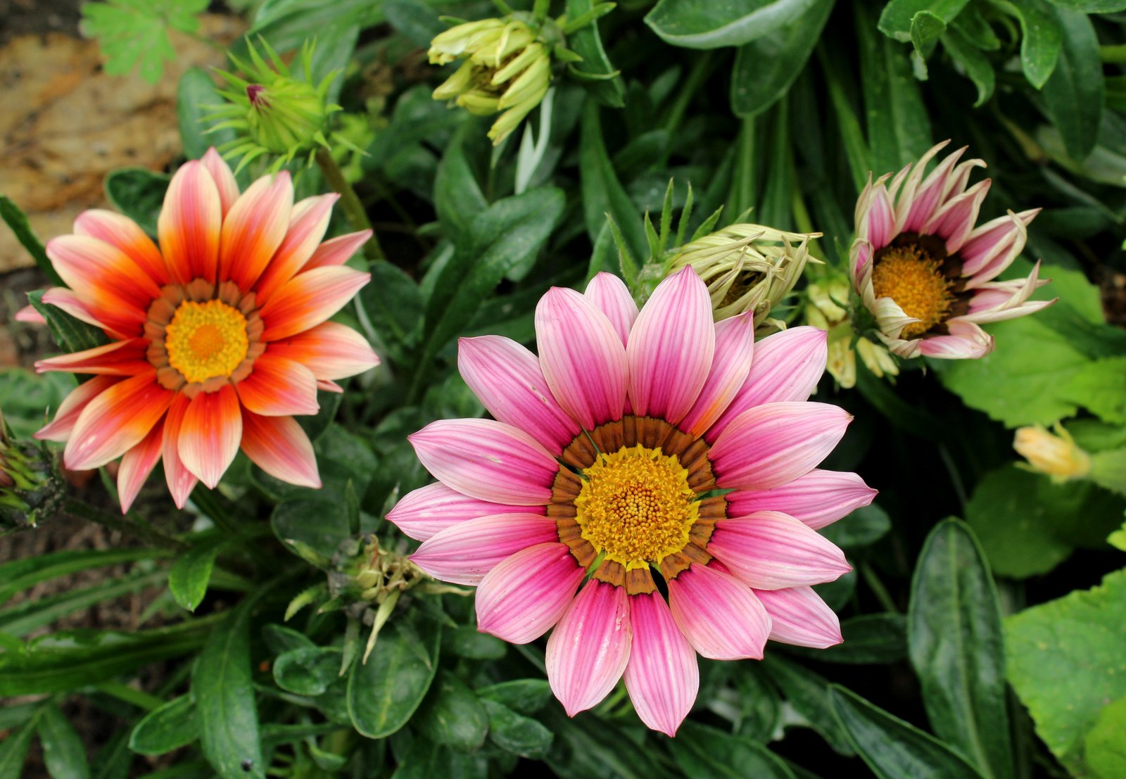أزهار نبات الغازانيا&nbsp;Gazania
