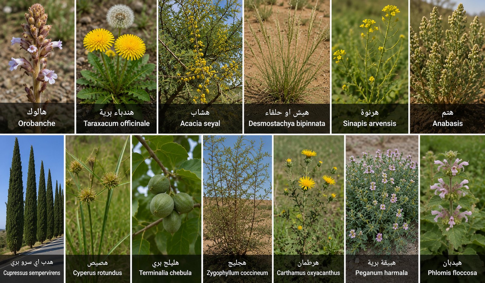 نباتات برية تبدأ بحرف الهاء هـ