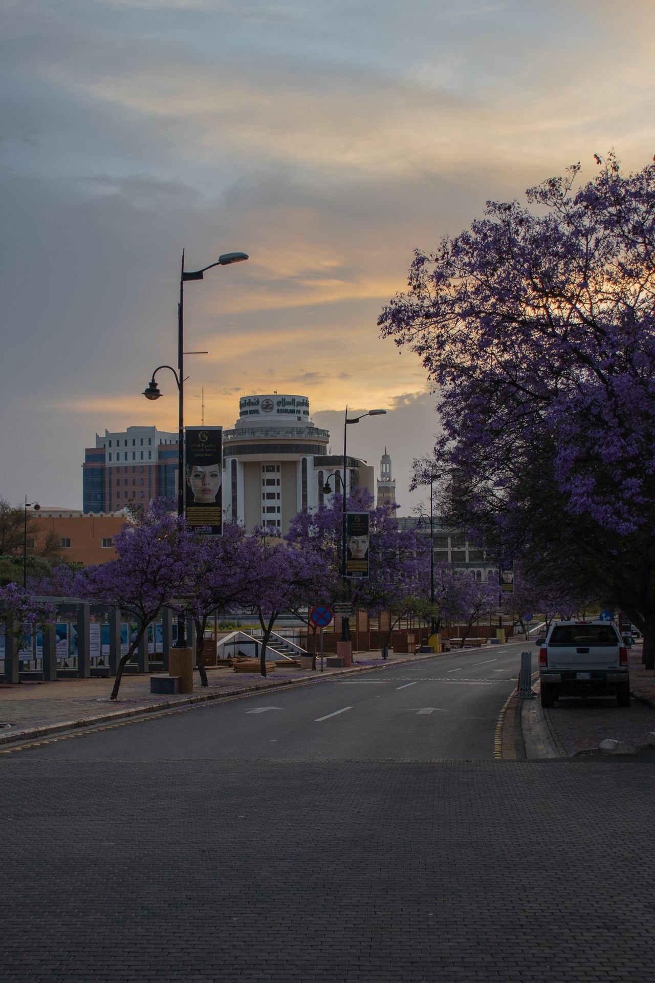 الجاكرندا في احدى المدن العربية