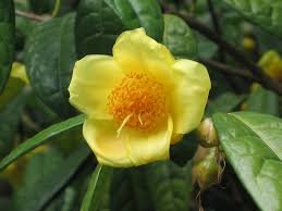 الكاميليا الذهبية&nbsp;Camellia nitidissima