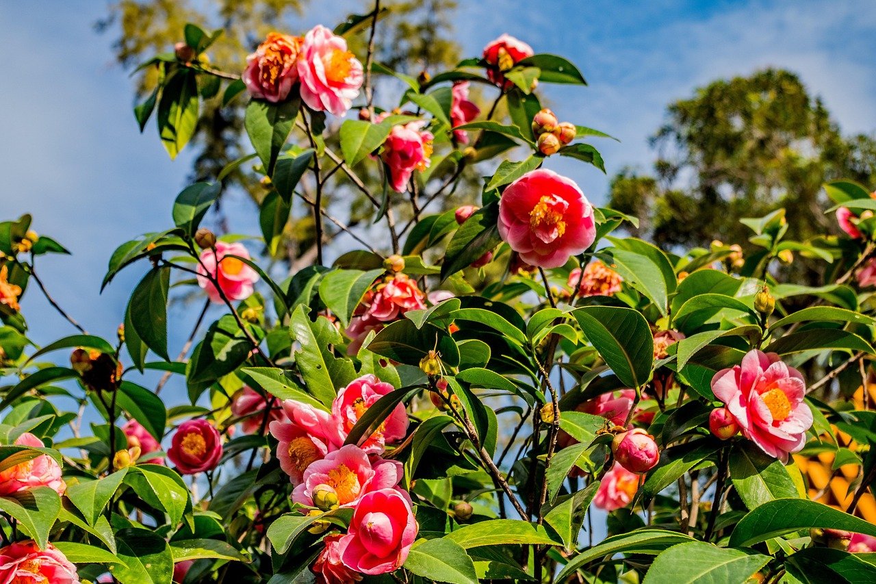 Camellia sasanqua كاميليا ساسانكوا