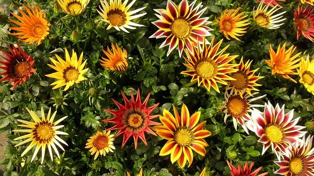 نبات الجازانيا&nbsp;Gazania في الحديقة