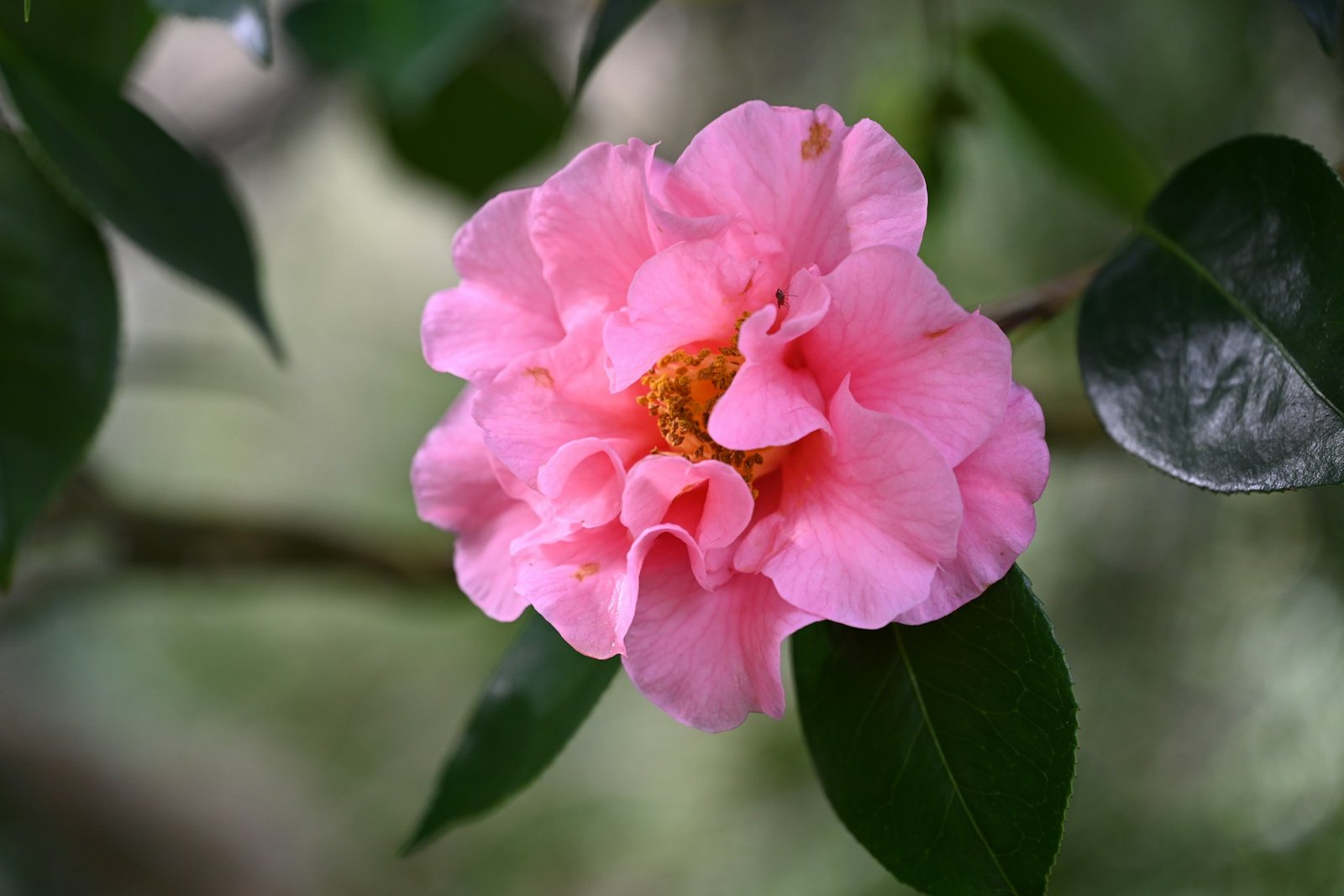 الكاميليا الشبكية Camellia reticulata