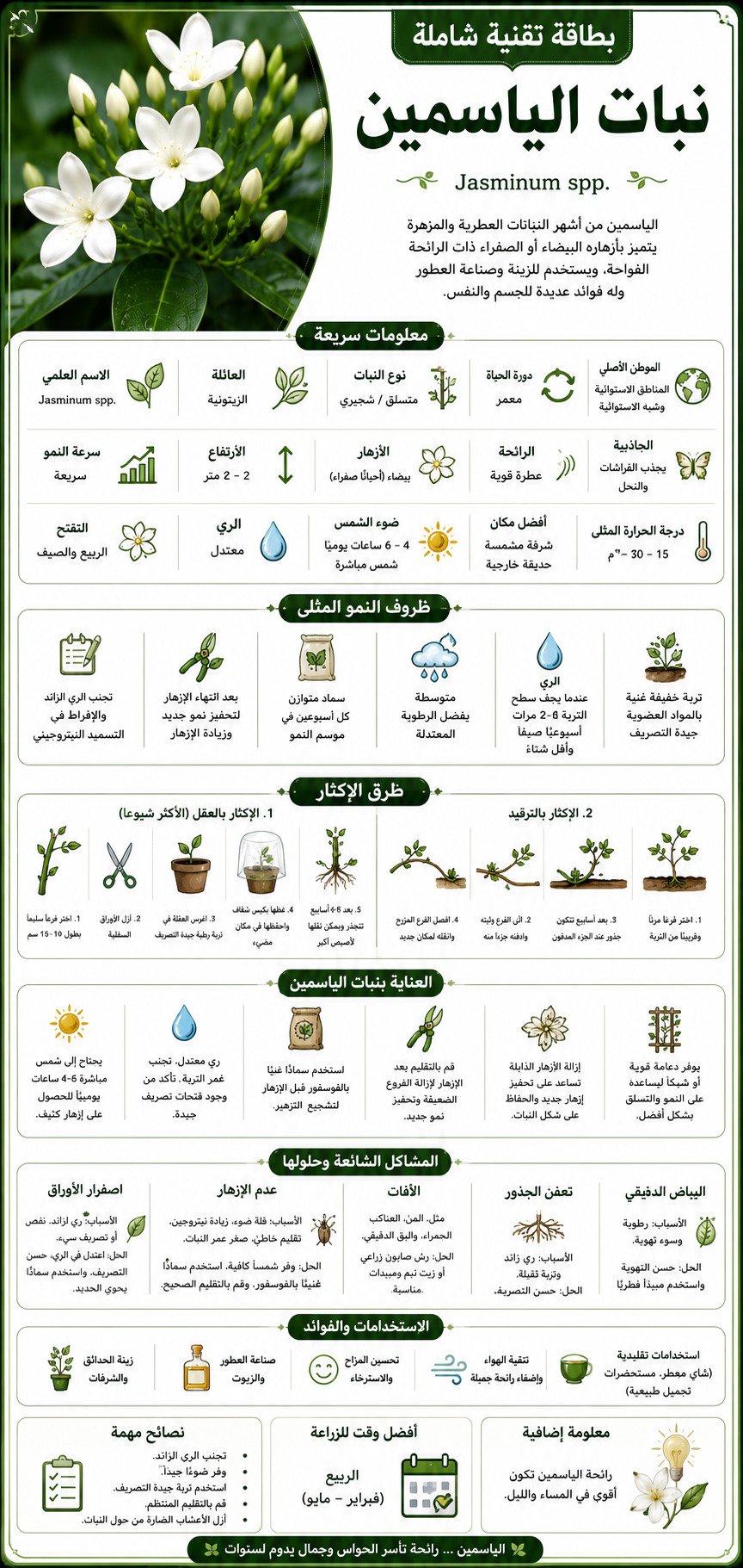 بطاقة تقنية لنبات الياسمين