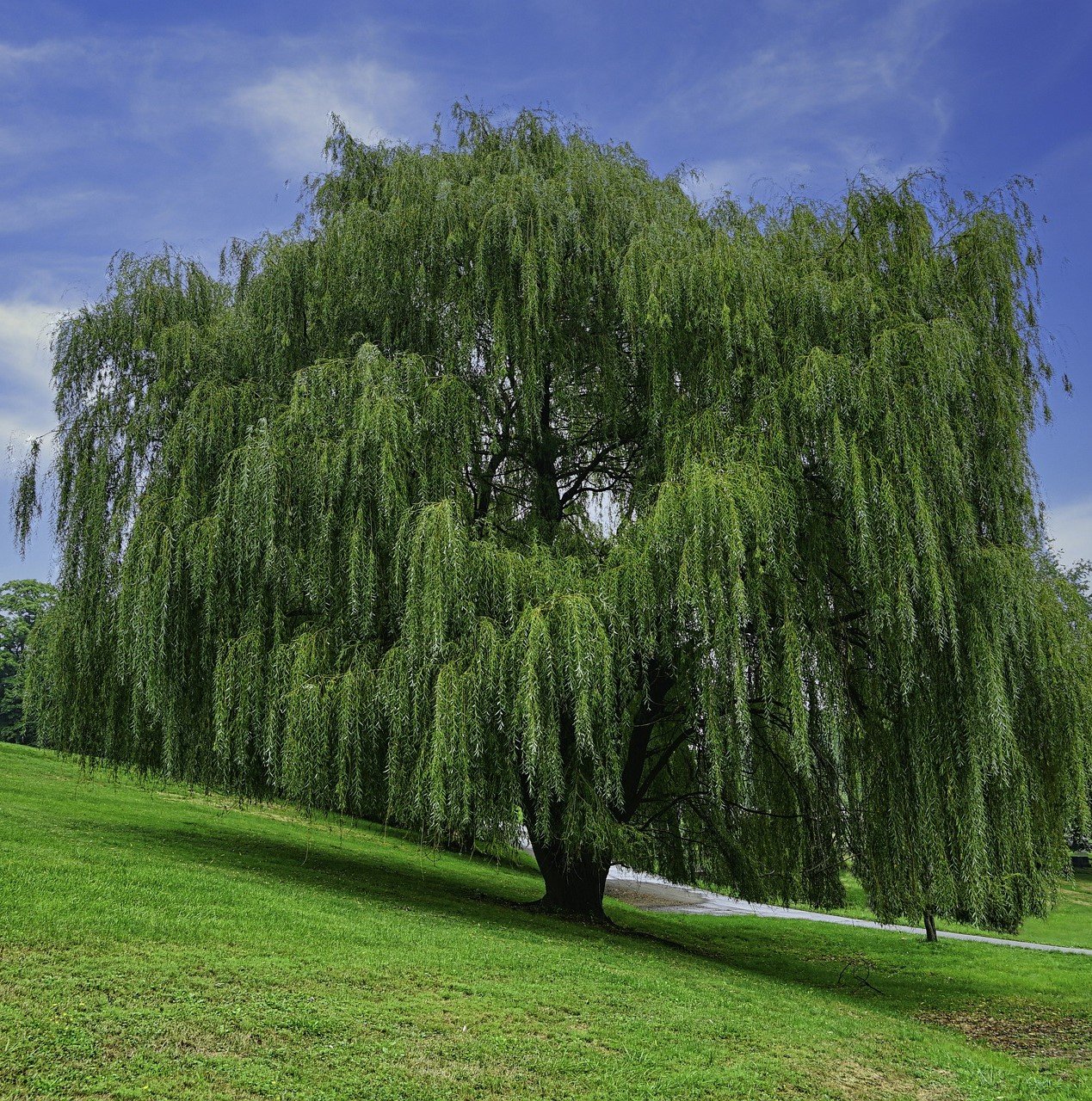 الصفصاف الباكي Salix babylonica