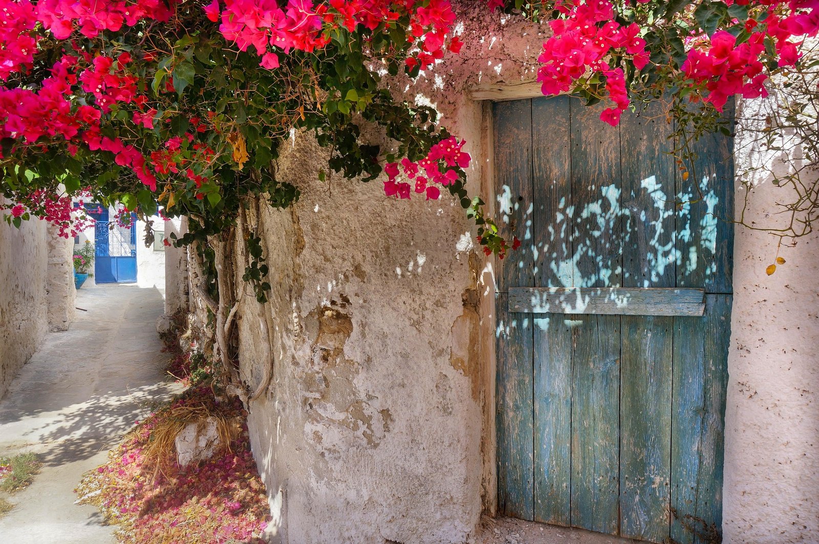 أزهار الجهنمية تزين الشارع