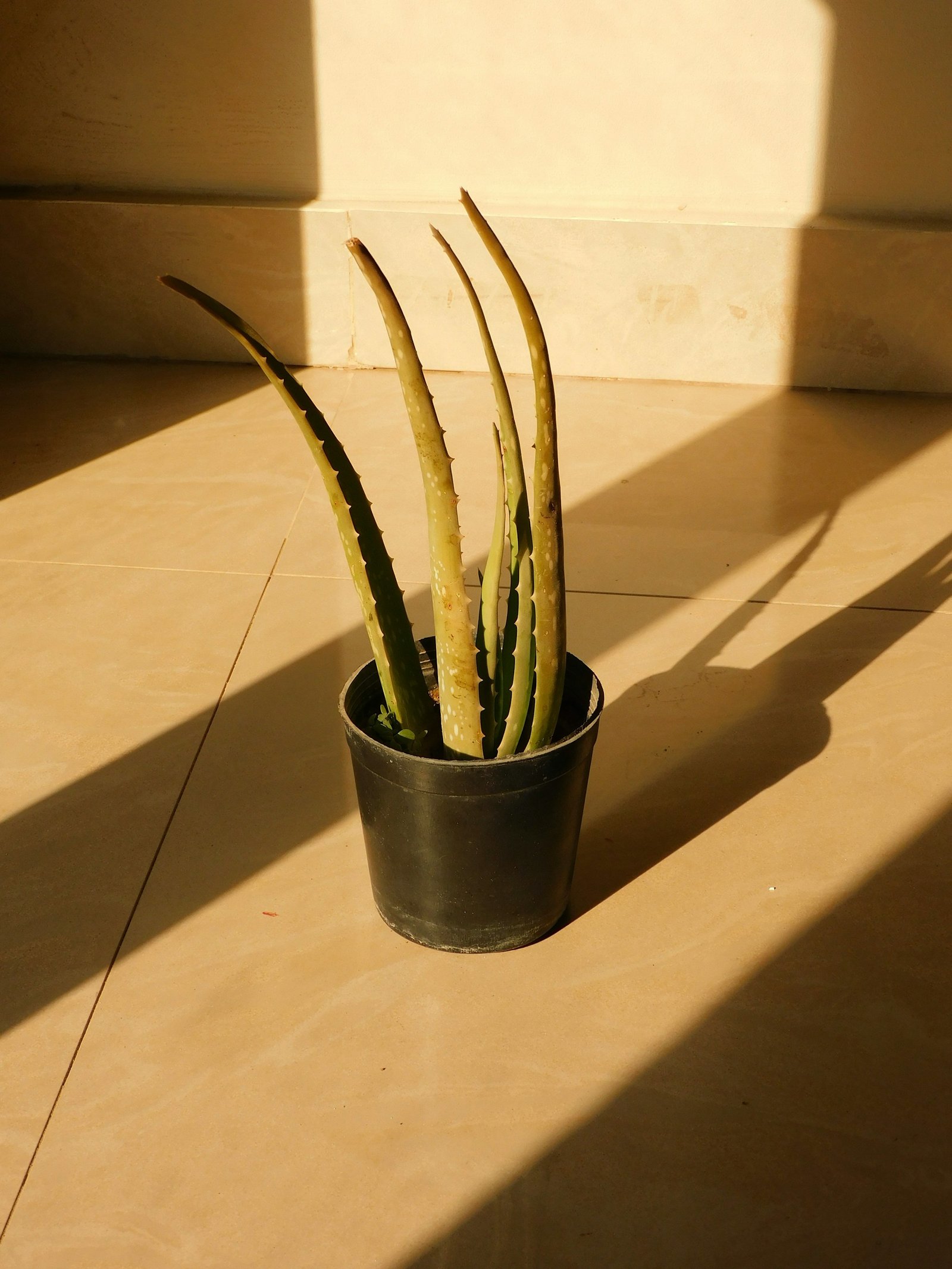 اصيص بلاستيك&nbsp;