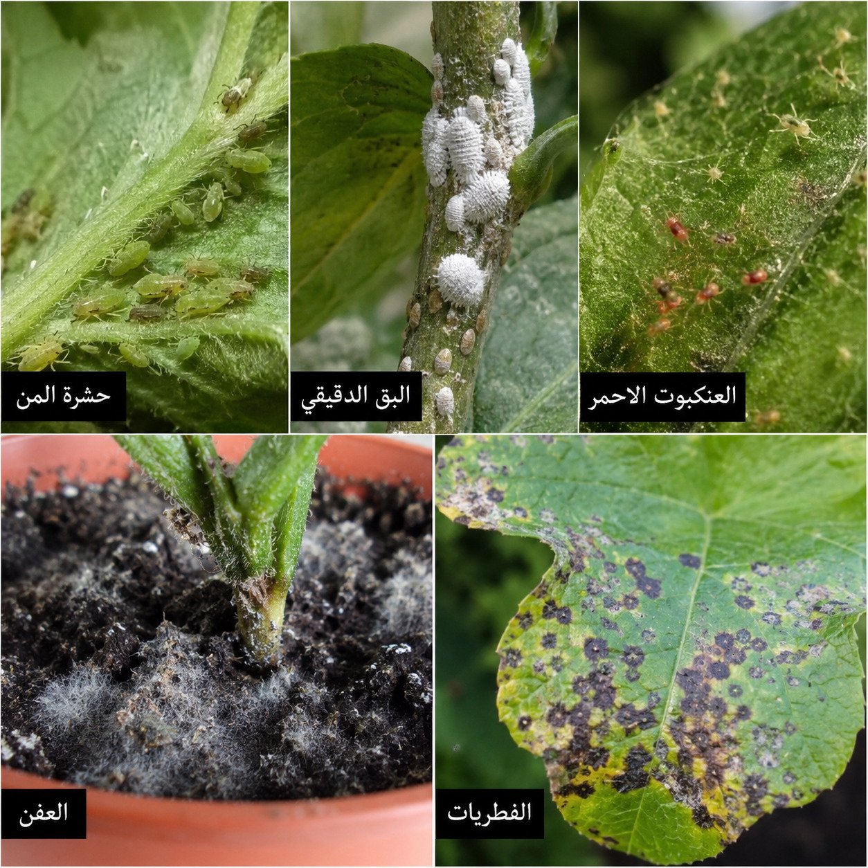 الفطريات والحشرات التي تصيب النباتات المنزلية